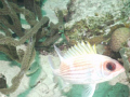   really like Squirrelfish but mywife says his eyes are ugly just call him walleye. Taken Bonaire. walleye Bonaire  